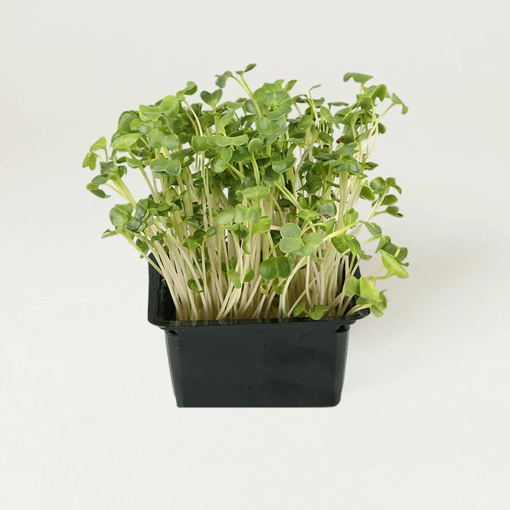 Radish Sprouts