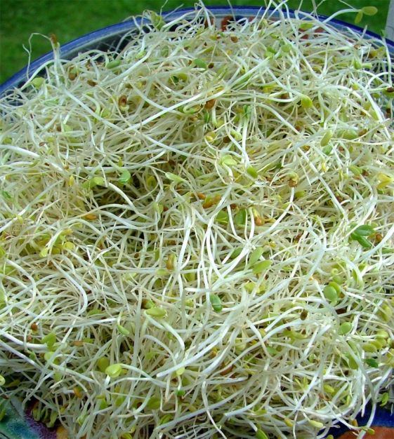 Alfalfa Sprouts