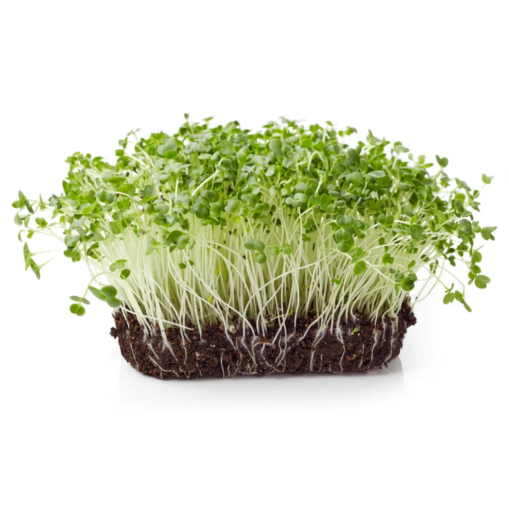 Broccoli Sprouts