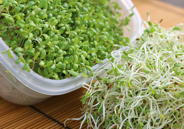 Alfalfa Sprouts