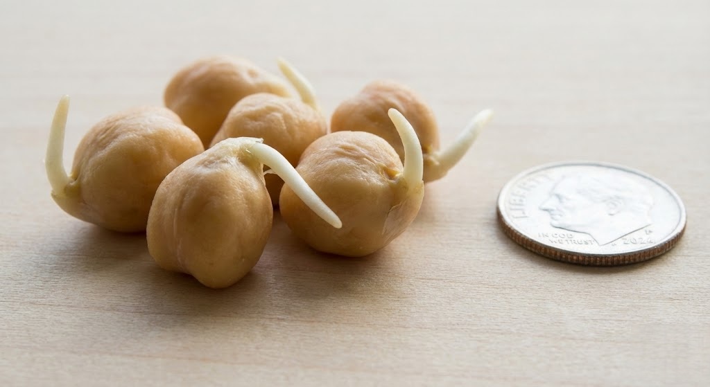 2–4 mm Long Chickpea Sprouts