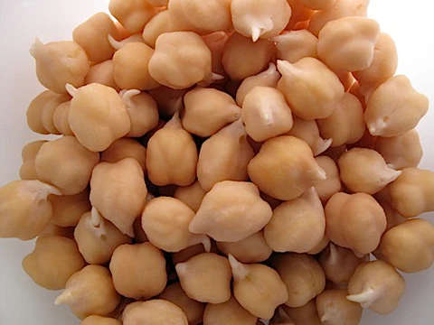 Chickpea Sprouts