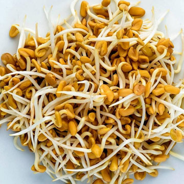 Fenugreek Sprouts