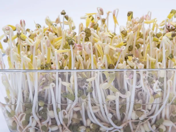 Mung Bean Sproutswebp