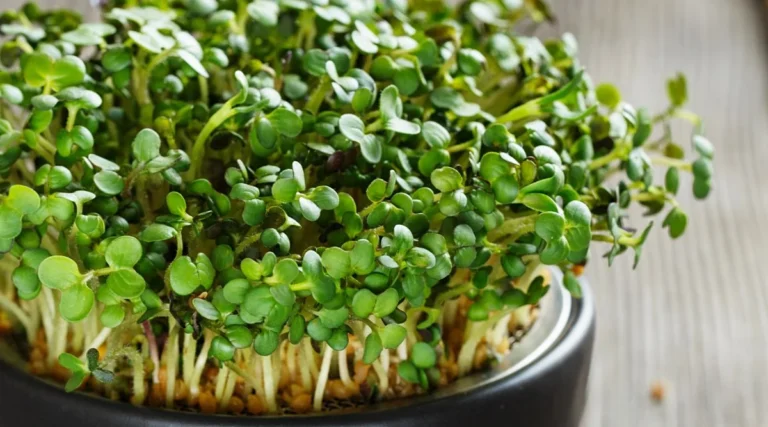 Mustard Sprouts