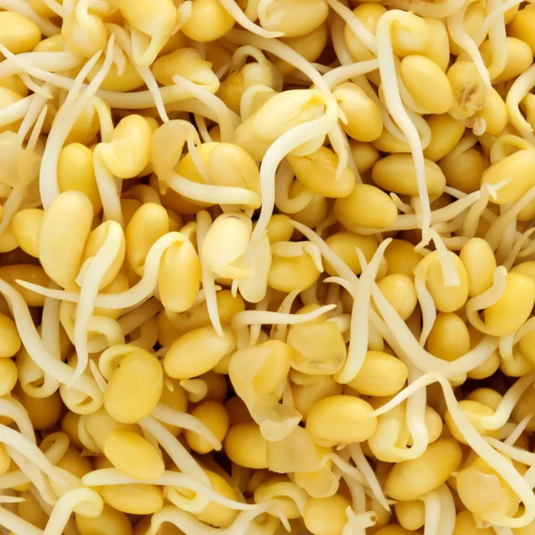 Soybean Sprouts