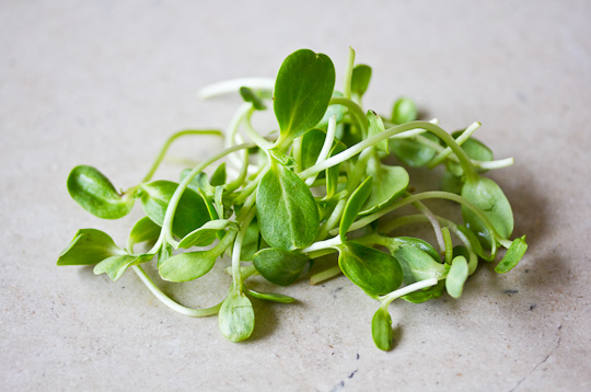 Sunflower Sprouts