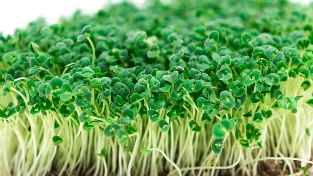 How to Grow Chia Sprouts