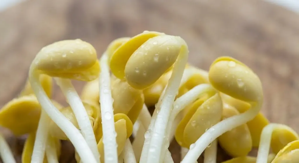 Close up of soybean sprouts structure