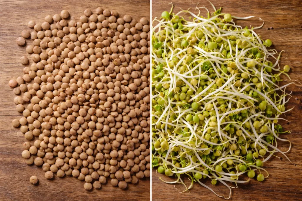 Dry lentils compared to lentil sprouts