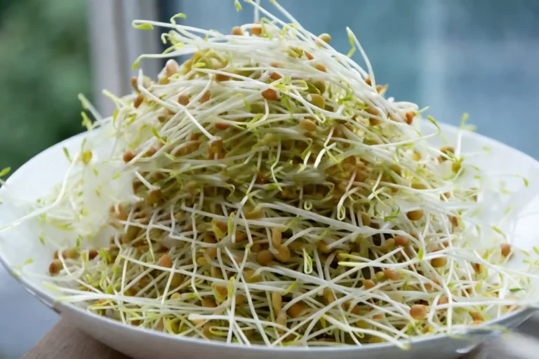 Lentil Sprouts