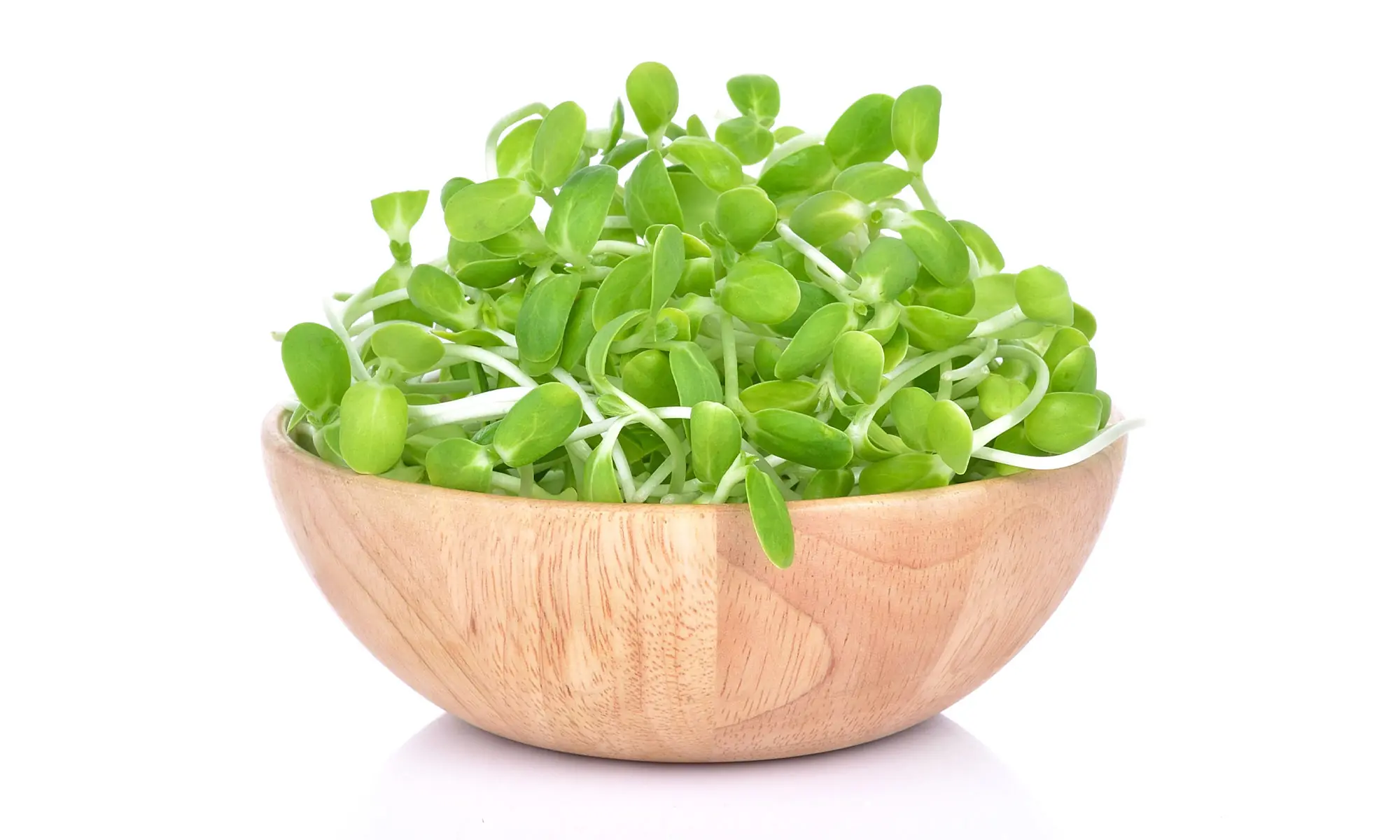 How to Grow Sunflower Sprouts (Step-by-Step)